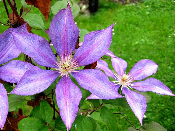 Clematis x jackmanii 'Dorothy Walton'  /Plamének Jackmanův /