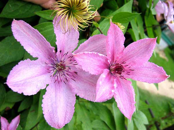 Clematis x jackmanii 'Hagley Hybrid'  /Plamének Jackmanův /