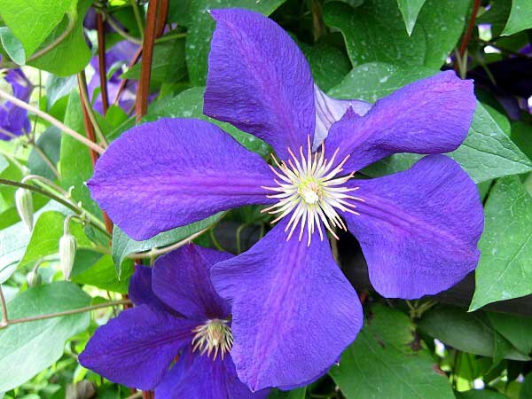 Clematis x jackmanii 'Jackmanii Superba'  /Plamének Jackmanův /