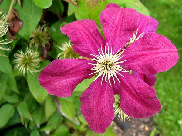 Clematis x jackmanii 'Niobe'  /Plamének Jackmanův /