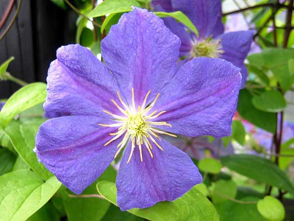 Clematis x jackmanii 'Perle Azur'  /Plamének Jackmanův /