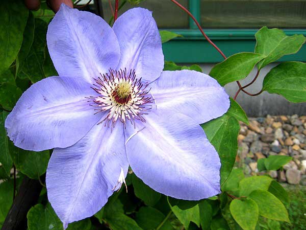 Clematis lanuginosa 'Blue Gem' /Plamének vlasatý /