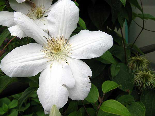 Clematis lanuginosa 'Marie Boisselot' /Plamének vlasatý /