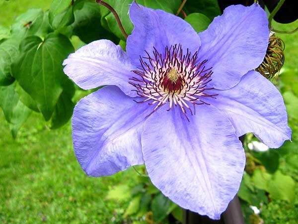 Clematis lanuginosa 'William Kennett'  /Plamének vlasatý /