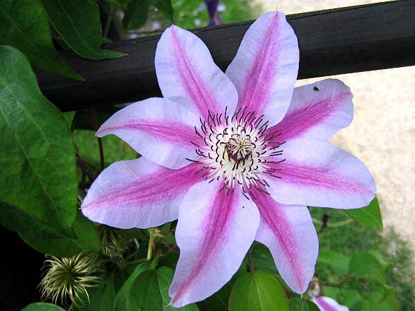 Clematis patens 'Capitan Thuilleaux'  /Plamének otevřený /