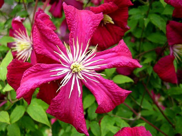 Clematis patens 'Dr. Ruppel'  /Plamének otevřený /