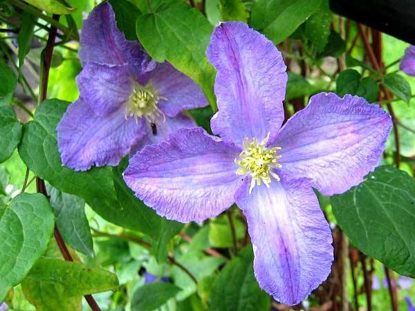 Clematis patens 'H. F. Young'  /Plamének otevřený /