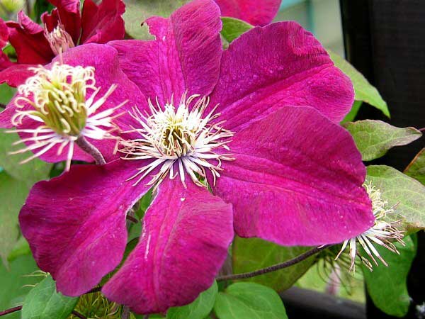 Clematis patens 'Rouge Cardinal' /Plamének otevřený /