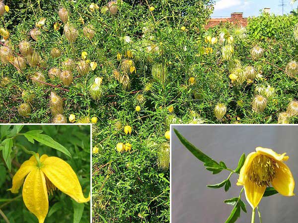 Clematis tangutica  /Plamének tangutský /