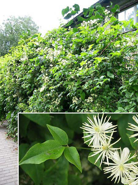 Clematis vitalba  /Plamének plotní /