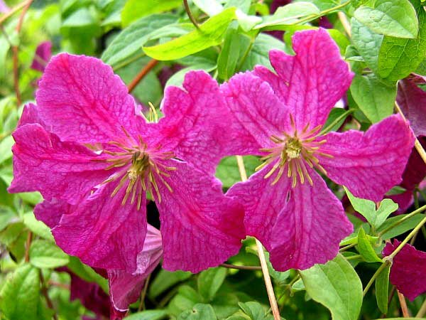 Clematis viticella 'Abundance' /Plamének vlašský /