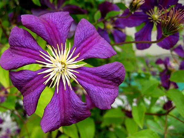 Clematis viticella 'Etoile Violette'  /Plamének vlašský /