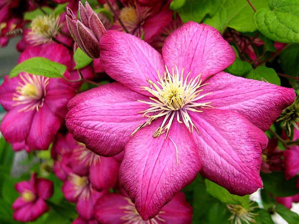 Clematis viticella 'Ville de Lyon'  /Plamének vlašský /