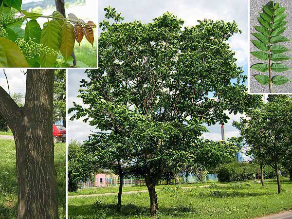 Ailanthus altissima /Pajasan žláznatý/