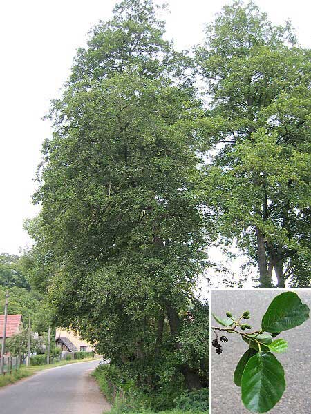 Alnus glutinosa  /Olše lepkavá/