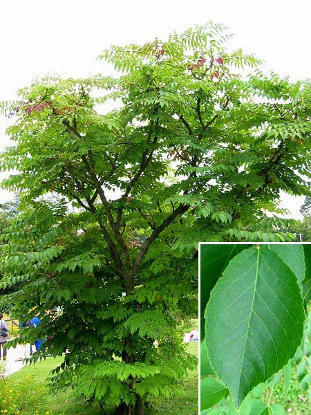 Aralia spinosa /Arálie ostnitá/