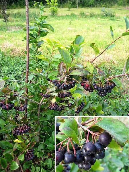 Aronia melanocarpa /Temnoplodec černoplodý/