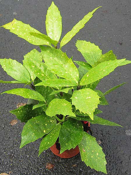 Aucuba japonica 'Variegata' /Aukuba japonská/