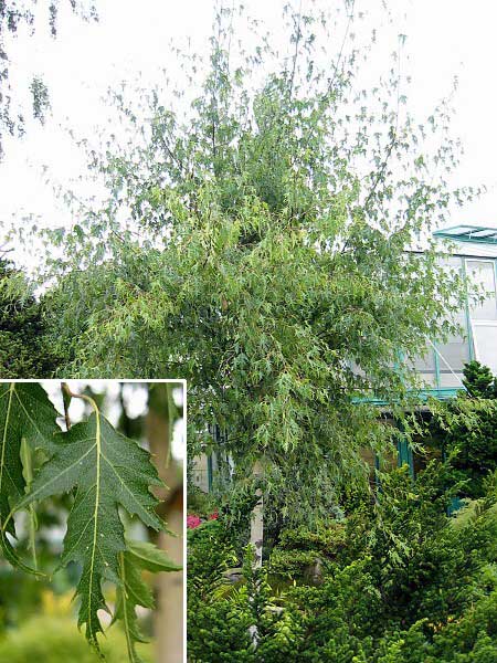 Betula verrucosa 'Dalecarlica' /Bříza bílá/