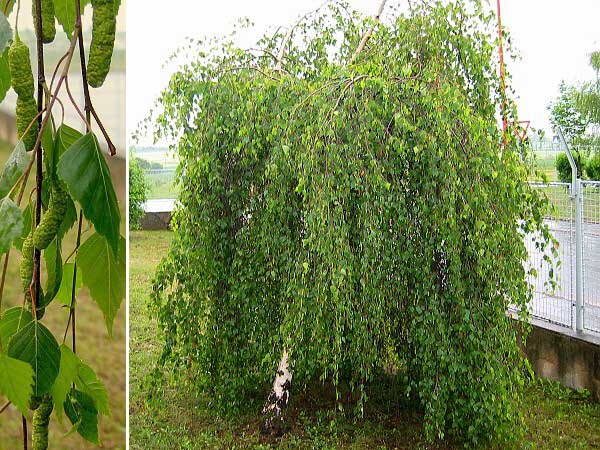 Betula verrucosa 'Youngií' /Bříza bílá/