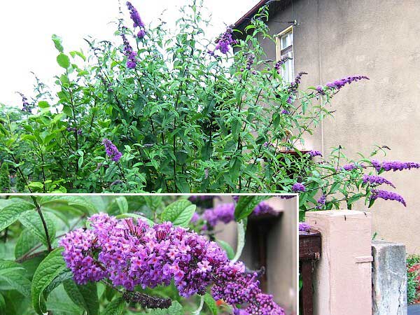 Buddleia davidii /Komule Davidova/