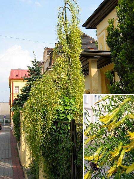 Caragana arborescens 'Walker' /Čimišník obecný/