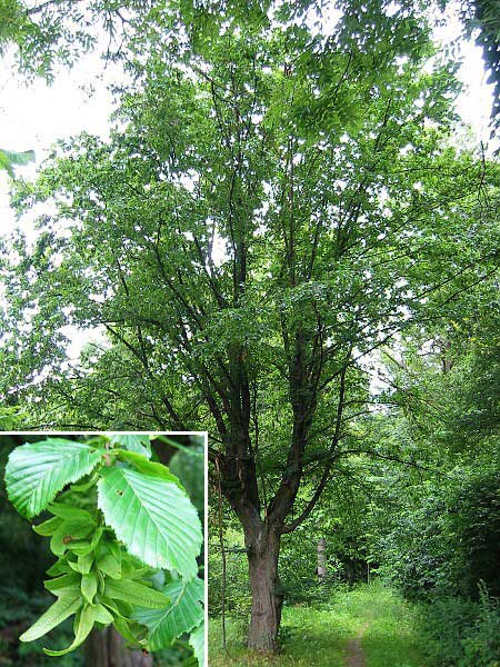 Carpinus betulus /Habr obecný/