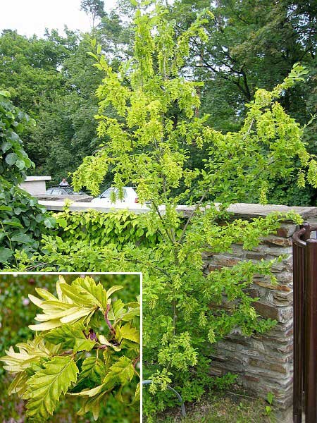 Carpinus betulus 'Quercifolia' /Habr obecný/