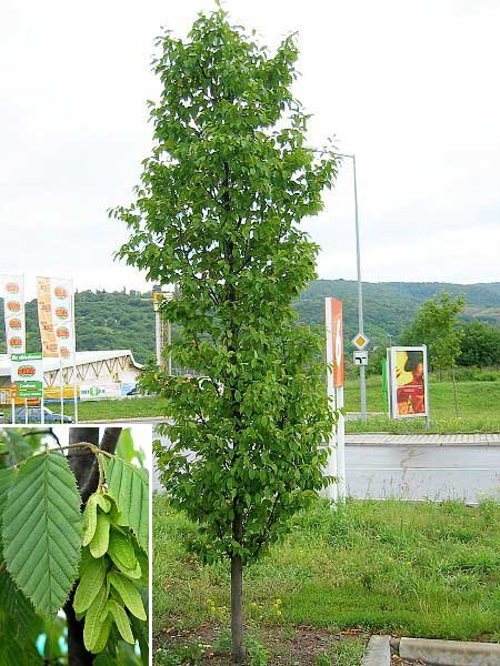 Carpinus betulus 'Fastigiata' /Habr obecný/