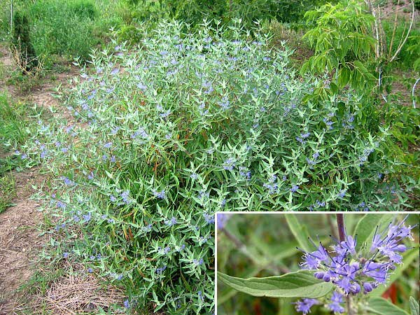 Caryopteris x clandonensis /Ořechoplodec clandonský/