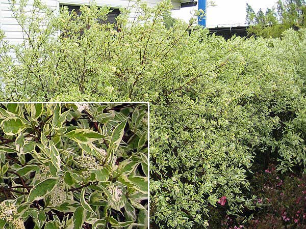 Cornus alba 'Elegans' /Svída bílá/