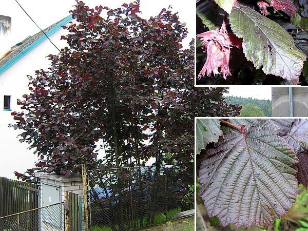 Corylus maxima 'Purpurea' /Líska největší/