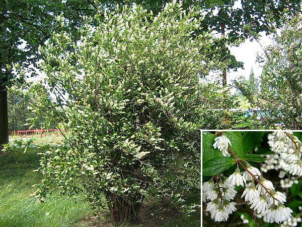 Deutzia scabra /Trojpuk drsný/