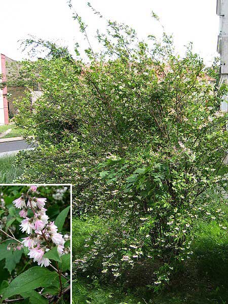 Deutzia scabra  /Trojpuk drsný/