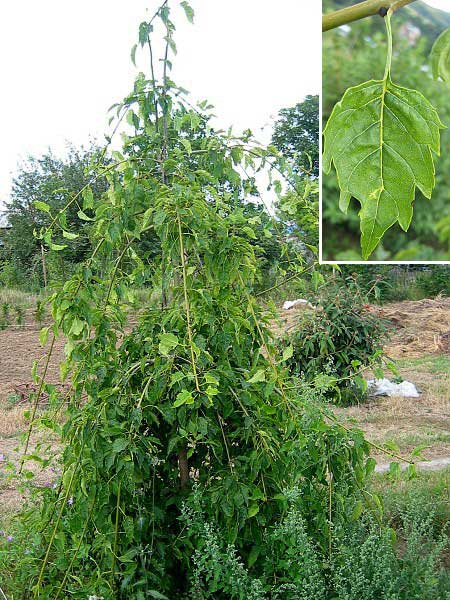 Fraxinus excelsior 'Monogyna Pendula' /Jasan ztepilý/