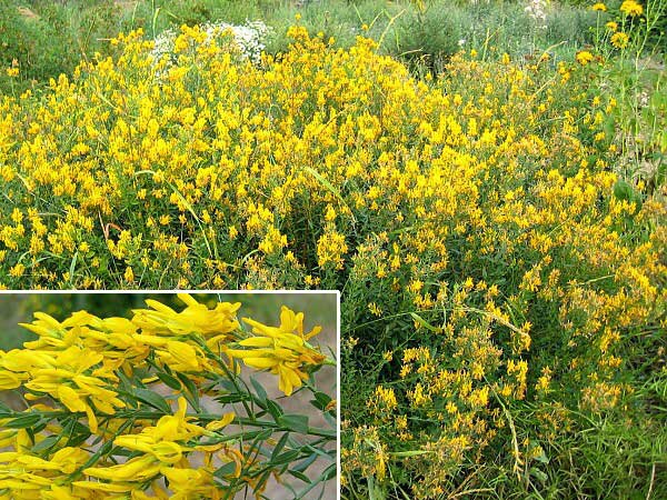 Genista tinctoria  /Kručinka barvířská/