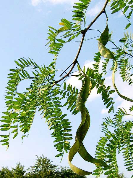 Gleditsia triacanthos /Dřezovec trojtrnný/