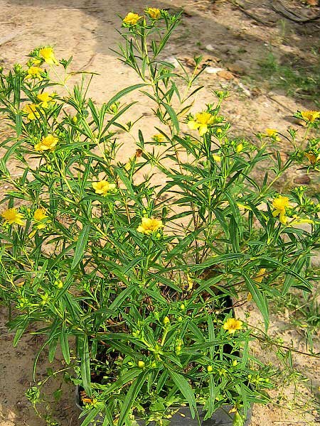 Hypericum kalmianum 'Gemo' /Třezalka tříkvětá/