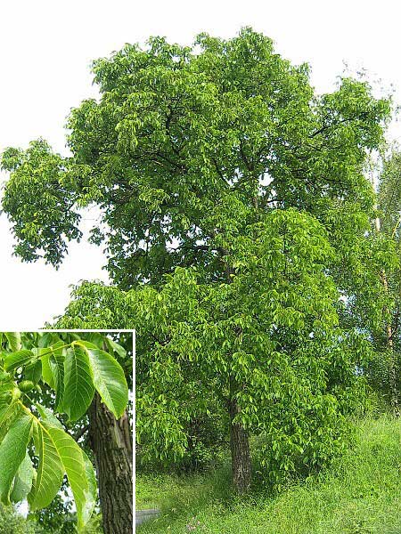 Juglans regia /Ořešák vlašský/