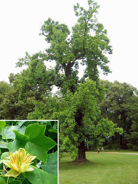 Liriodendron tulipifera 'Aureomarginata' /Liliovník tulipánokvětý/