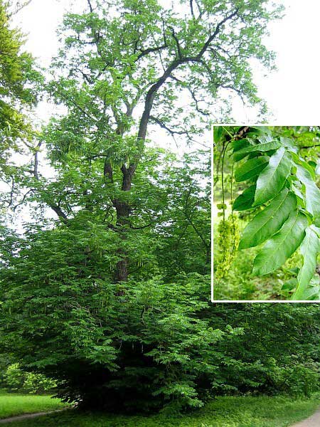 Pterocaria fraxinifolia  /Paořech (lapina) jasanolistý/