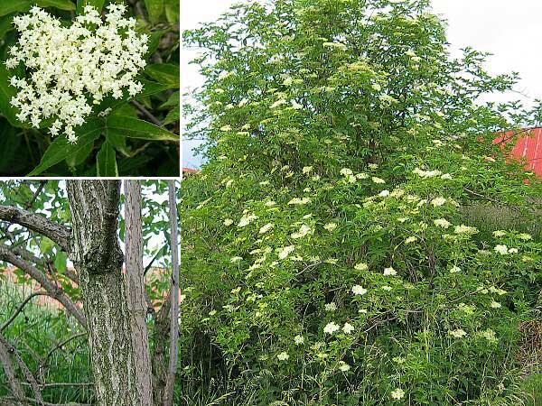 Sambucus nigra /Bez černý/