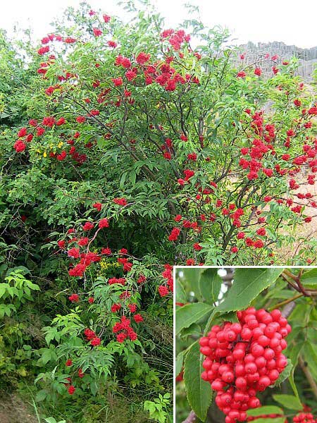 Sambucus racemosa  /Bez červený (hroznatý)/