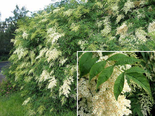 Sorbaria sorbifolia /Tavolníkovec jeřábolistý/