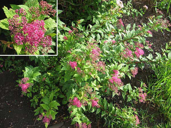 Spiraea x bumalda 'Anthony Waterer' /Tavolník nízký/