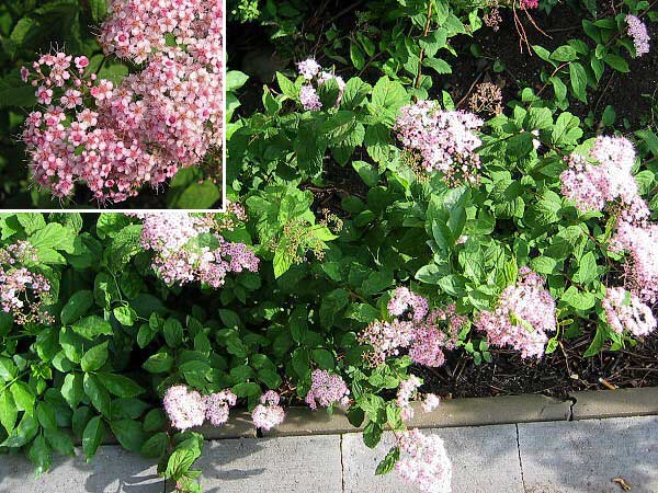 Spiraea japonica  'Little Princess' /Tavolník japonský/