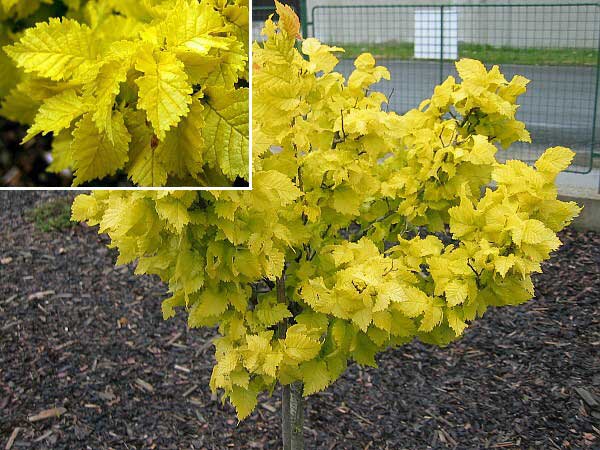 Ulmus minor (holandica) 'Wredei' /Jilm habrolistý (holandský)/