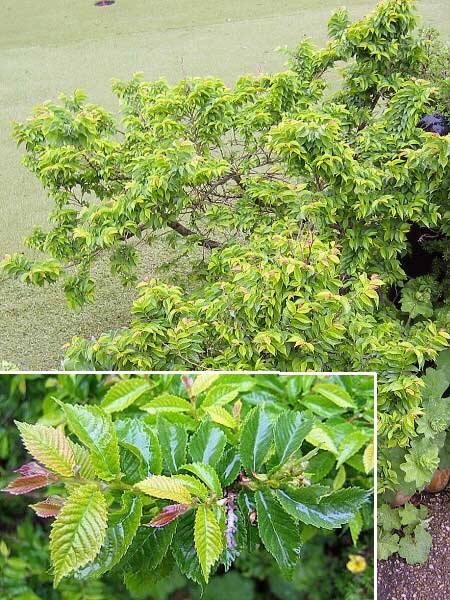 Ulmus elegantissima 'Jacqueline Hillier' /Jilm (cs název nezjišten)/