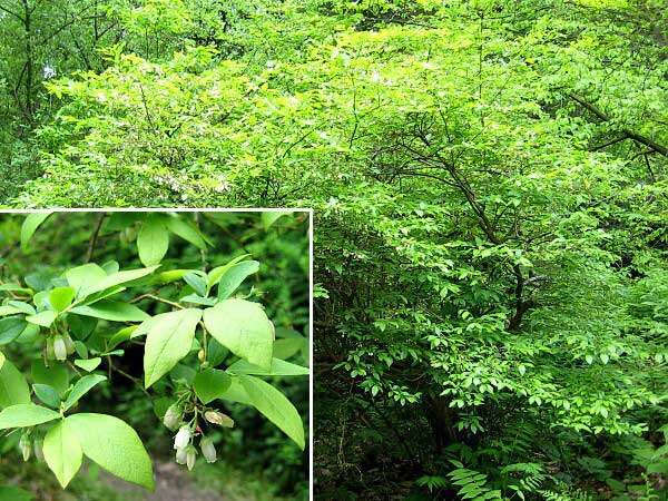 Vaccinium corymbosum  /Brusnice - borůvka chocholičnatá (kanadská)/