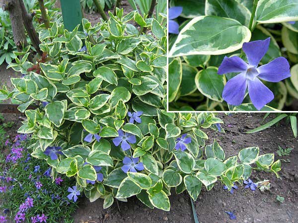 Vinca minor 'Argenteovariegata' /Barvínek menší/